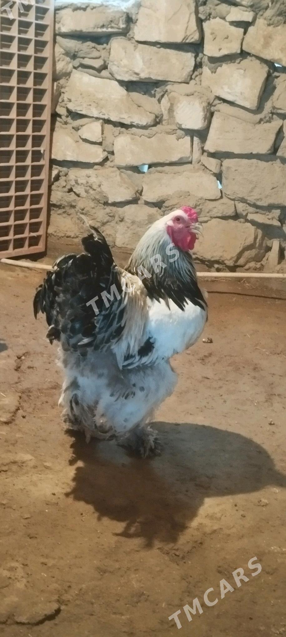 cil brama arassa - Гумдаг - img 4