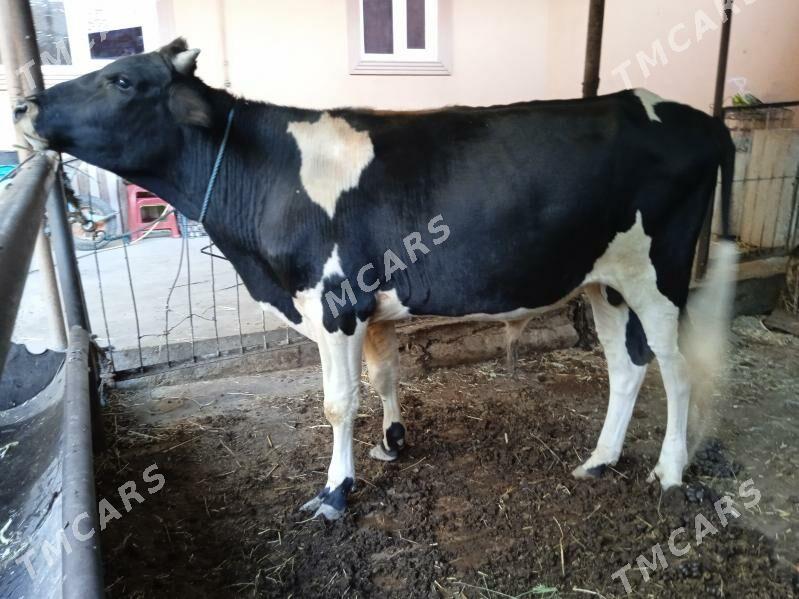 4 sany öküz - Türkmenabat - img 2
