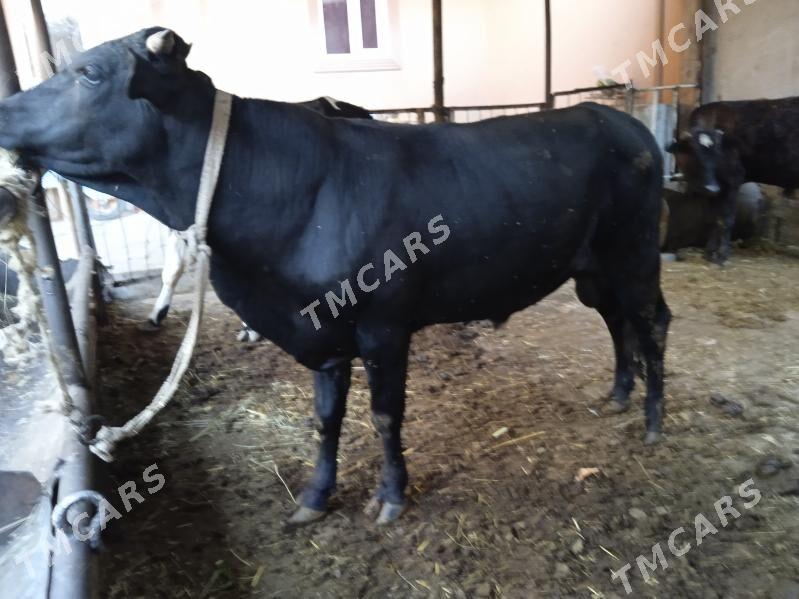 4 sany öküz - Türkmenabat - img 3
