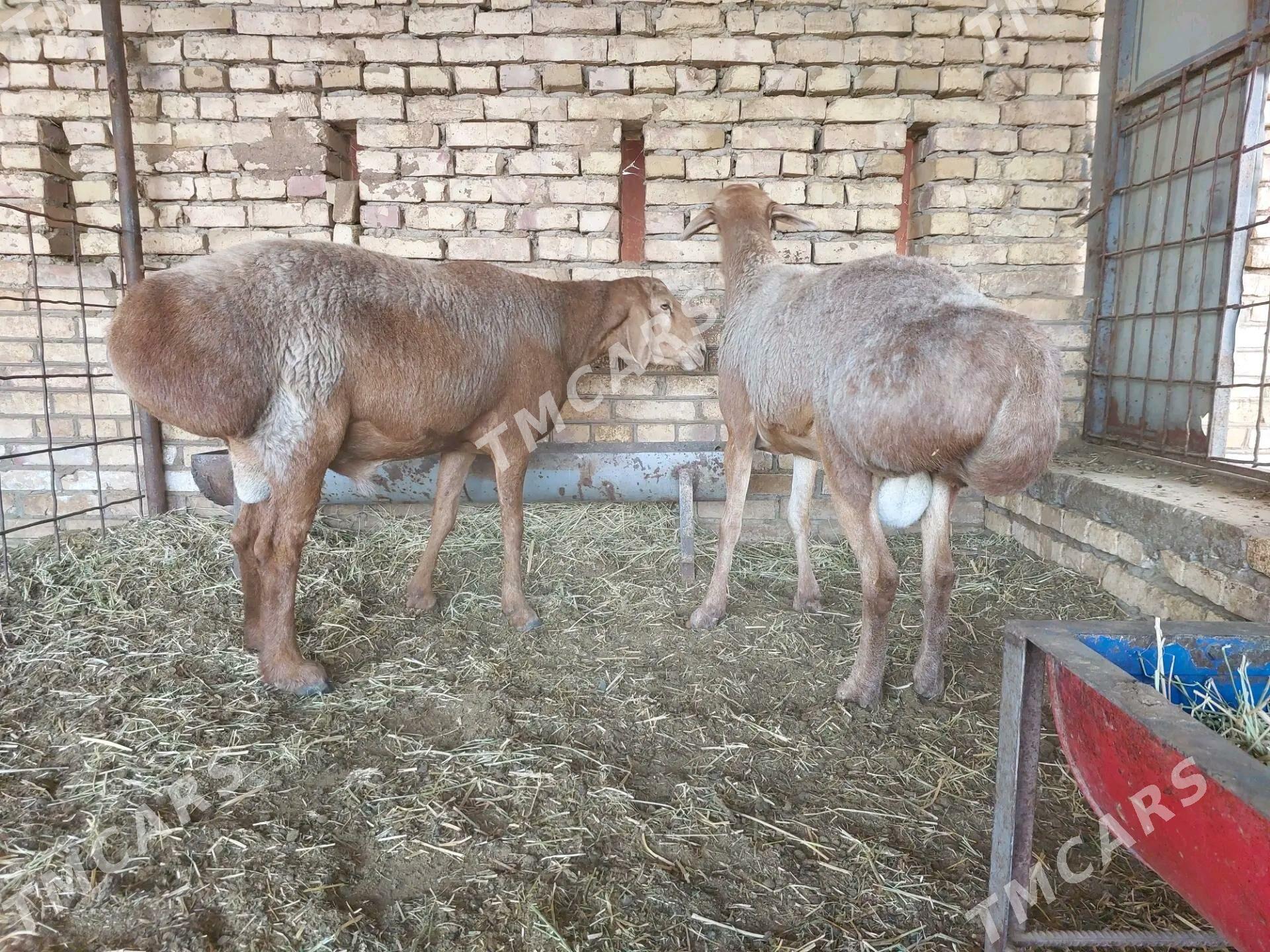 Gissar goç - Kerki - img 3
