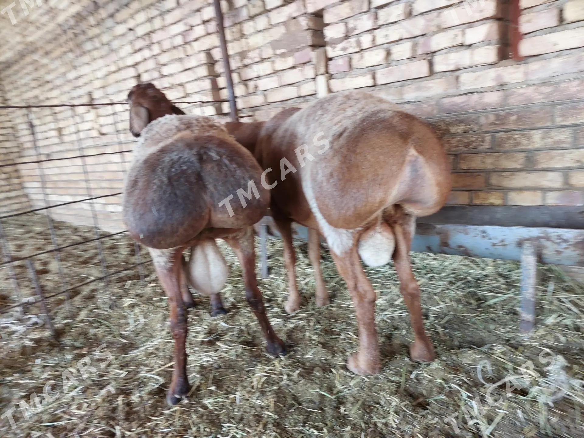 Gissar goç - Kerki - img 3