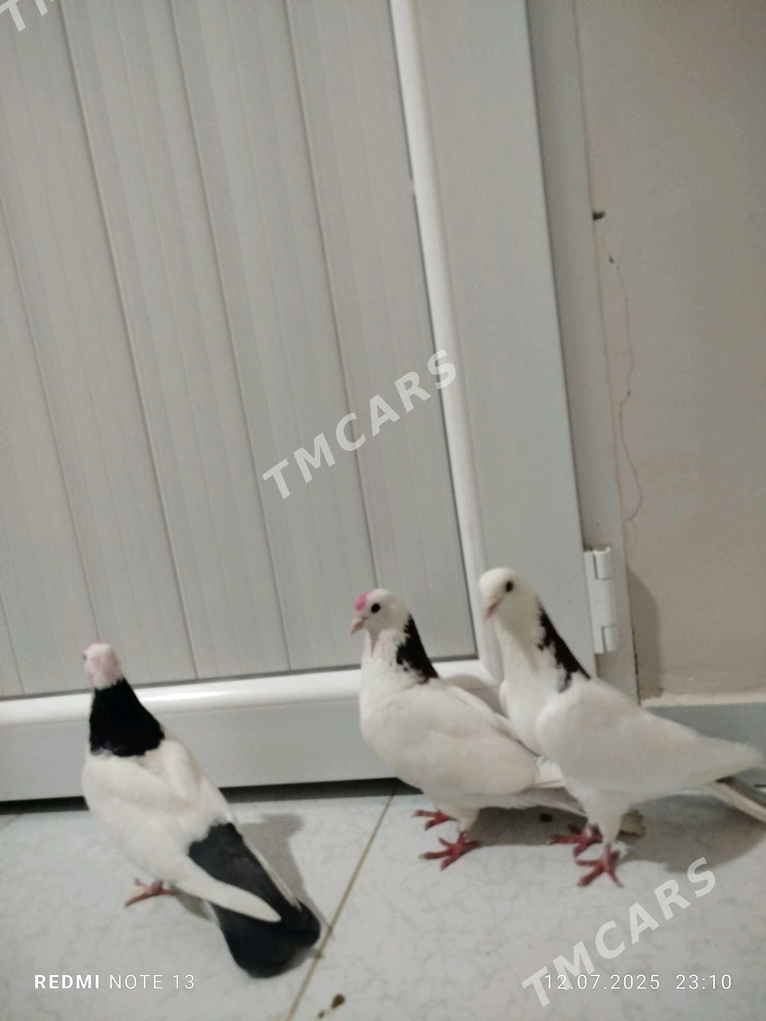 kepderi - Gyzylarbat - img 2