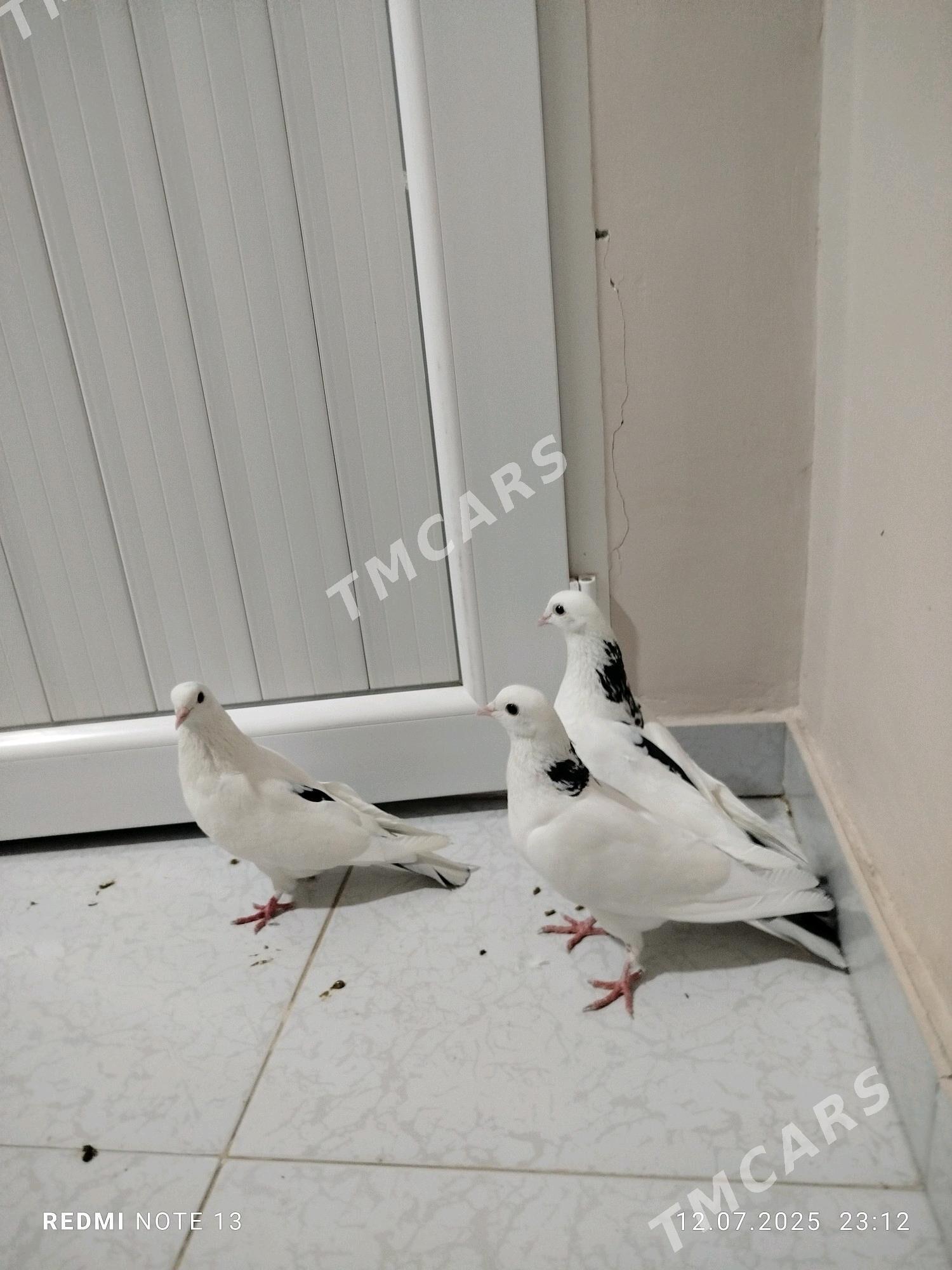 kepderi - Gyzylarbat - img 3