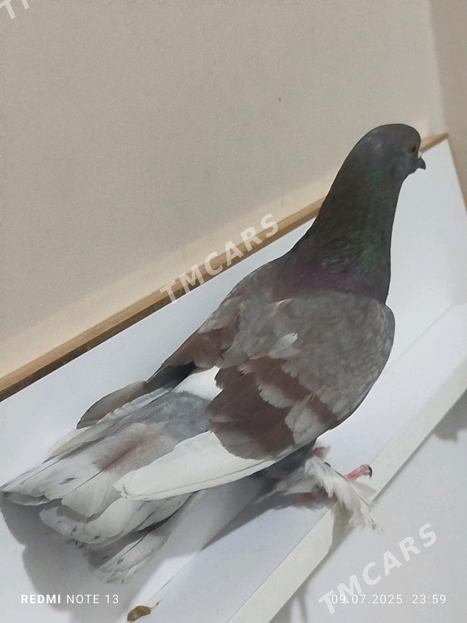 kepderi - Gyzylarbat - img 2