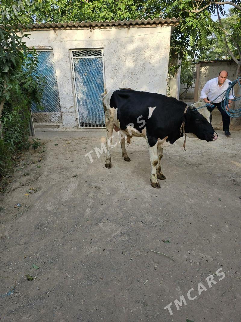 okuz gara ala original 1 yas - Ашхабад - img 3