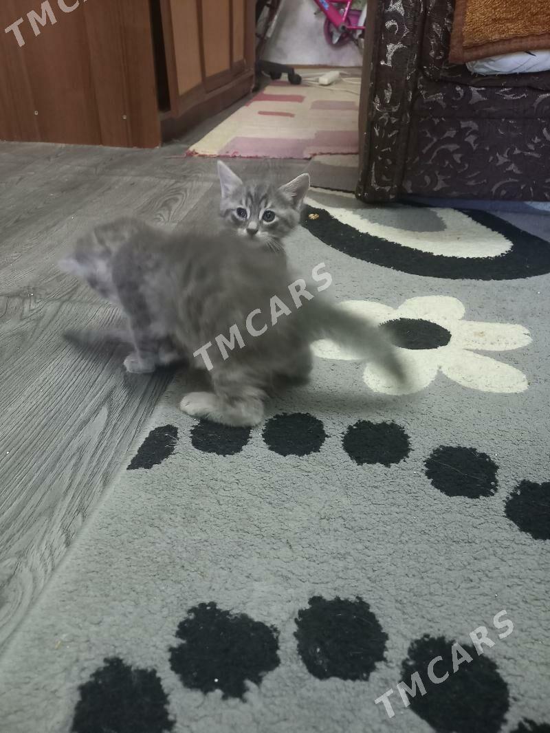 котята - Aşgabat - img 3
