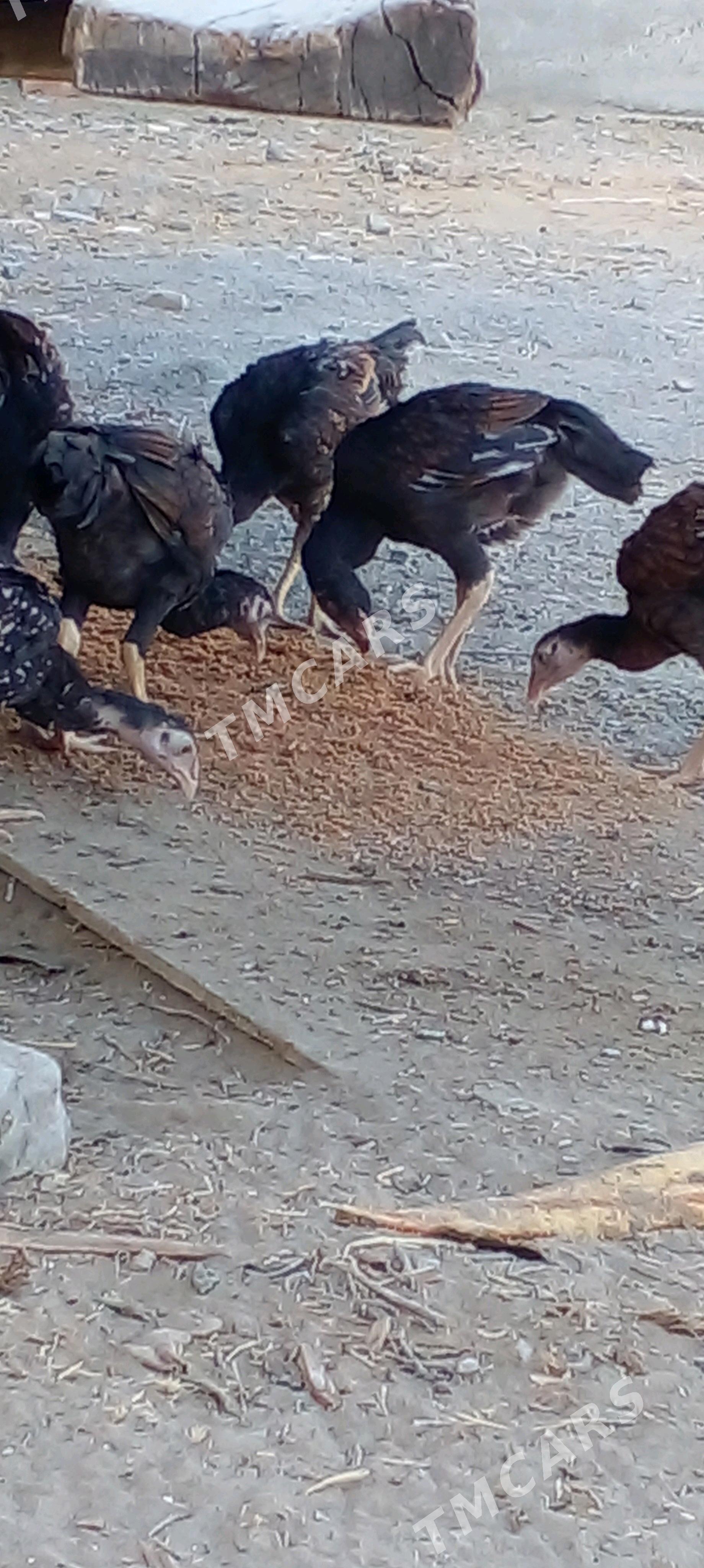 Taşgent - Bäherden - img 1