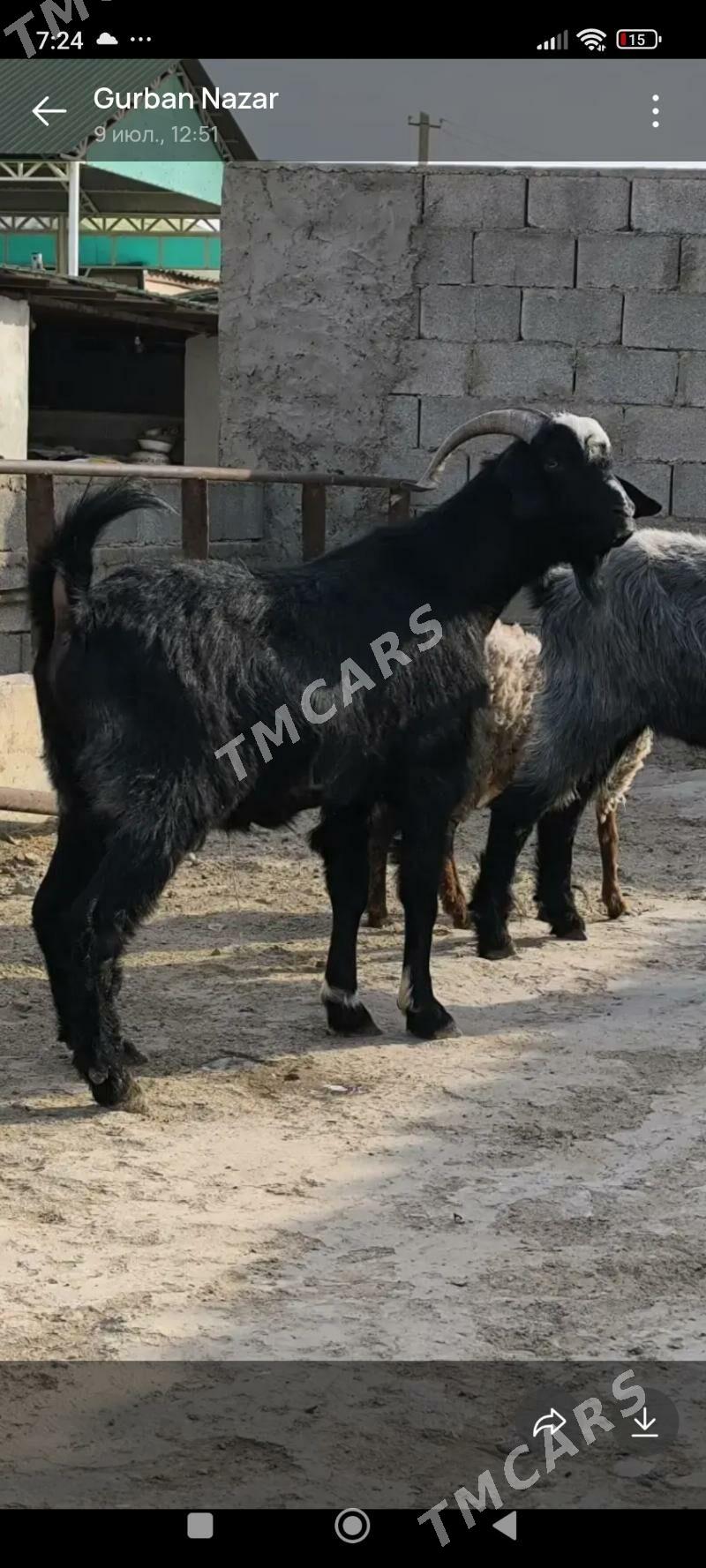 Geci erkec - Гёкдепе - img 2