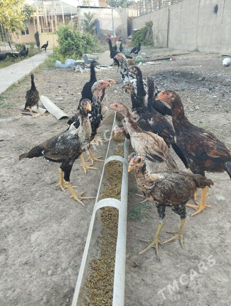 taşkent jüýje - Ашхабад - img 1