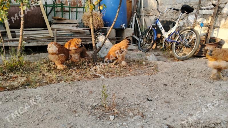 brama - Türkmenbaşy - img 1