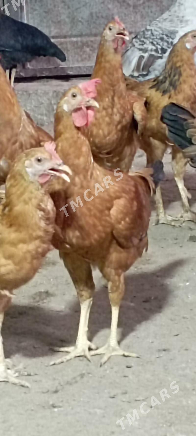 ýaş horazlar - Гумдаг - img 5