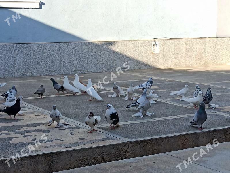 Kepderi - Mary - img 2