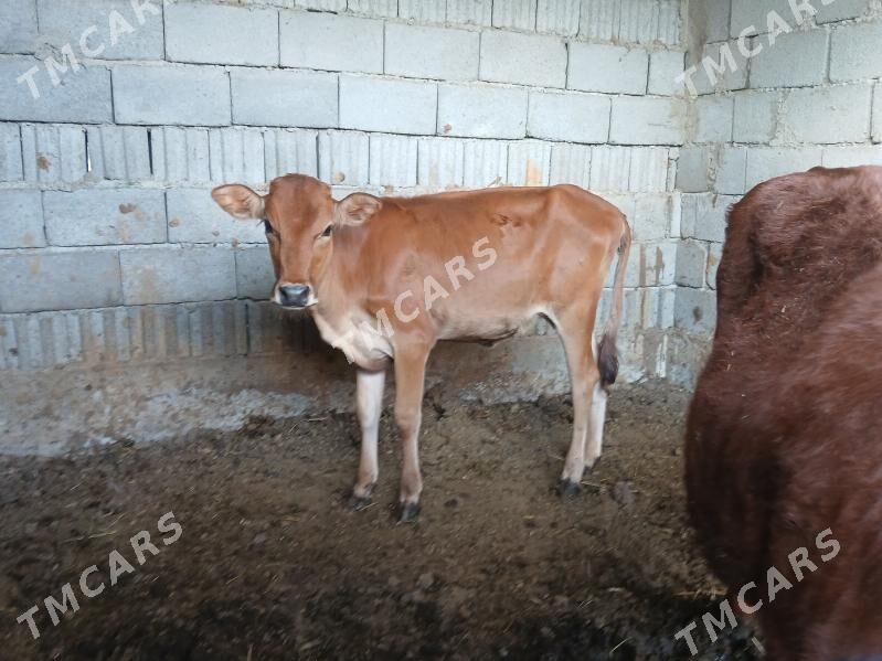 tuwe tohum mallar - Büzmeýin - img 2