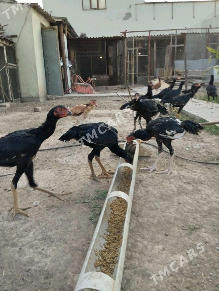 taşkent jüýje - Ашхабад - img 5