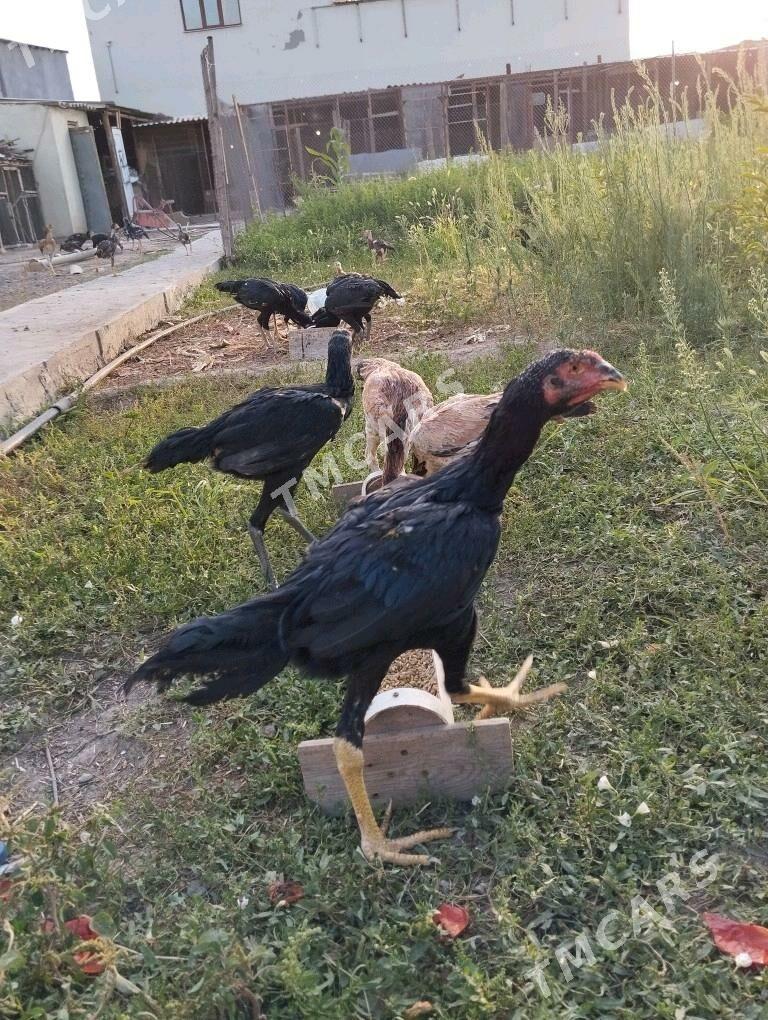 taşkent jüýje - Ашхабад - img 6