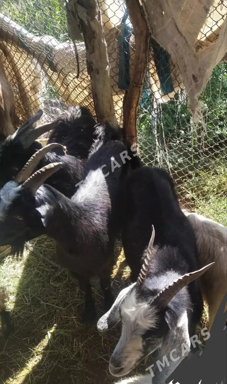 Geçi we owlaklar - Farap - img 2