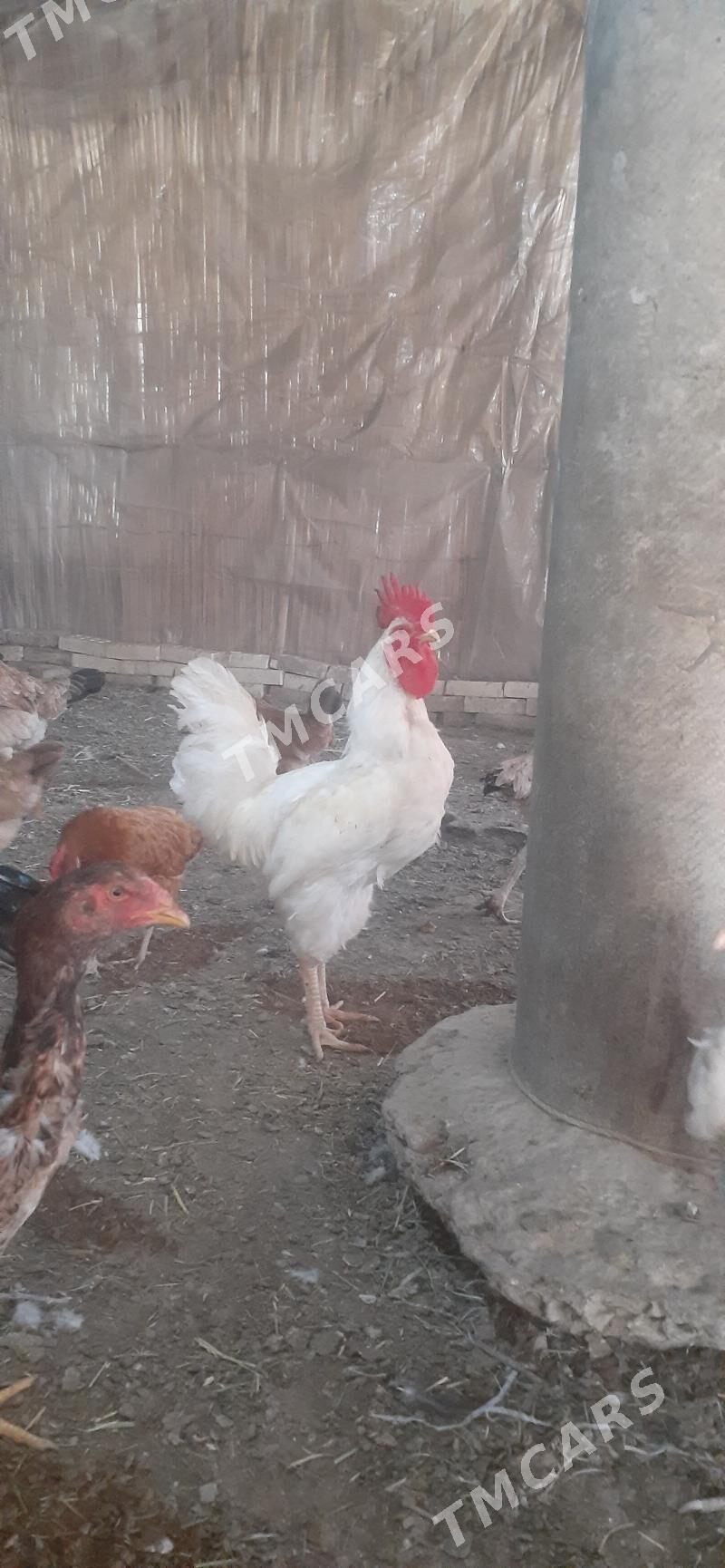 bayes - Wekilbazar - img 3