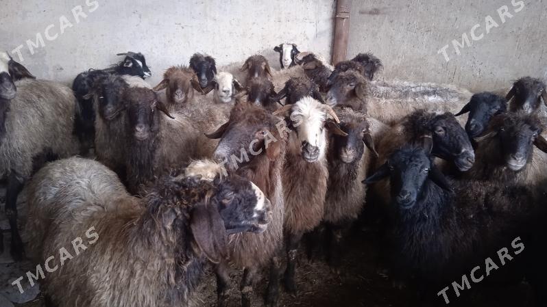 xalal mallar - Aşgabat - img 3