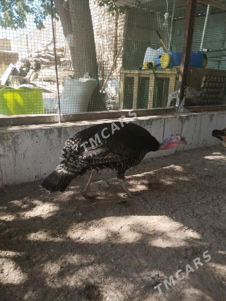 İnduk - Türkmenabat - img 3
