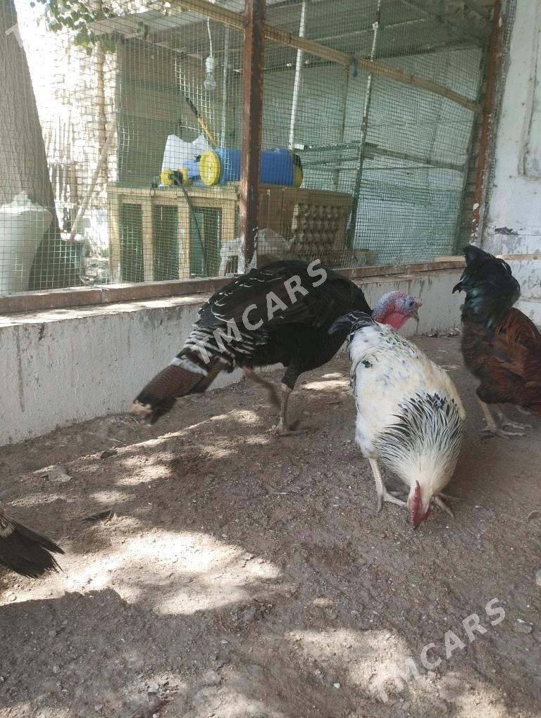 İnduk - Türkmenabat - img 2