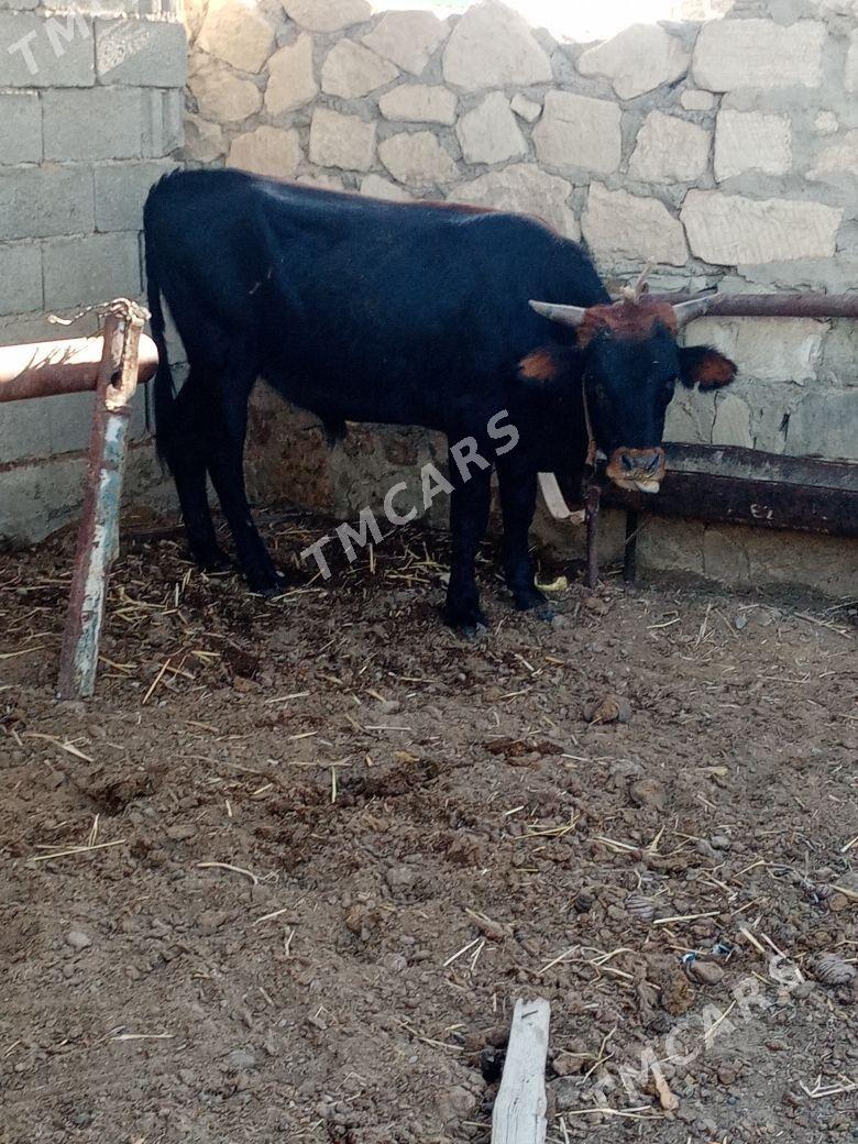 Okizle - Bereket - img 2