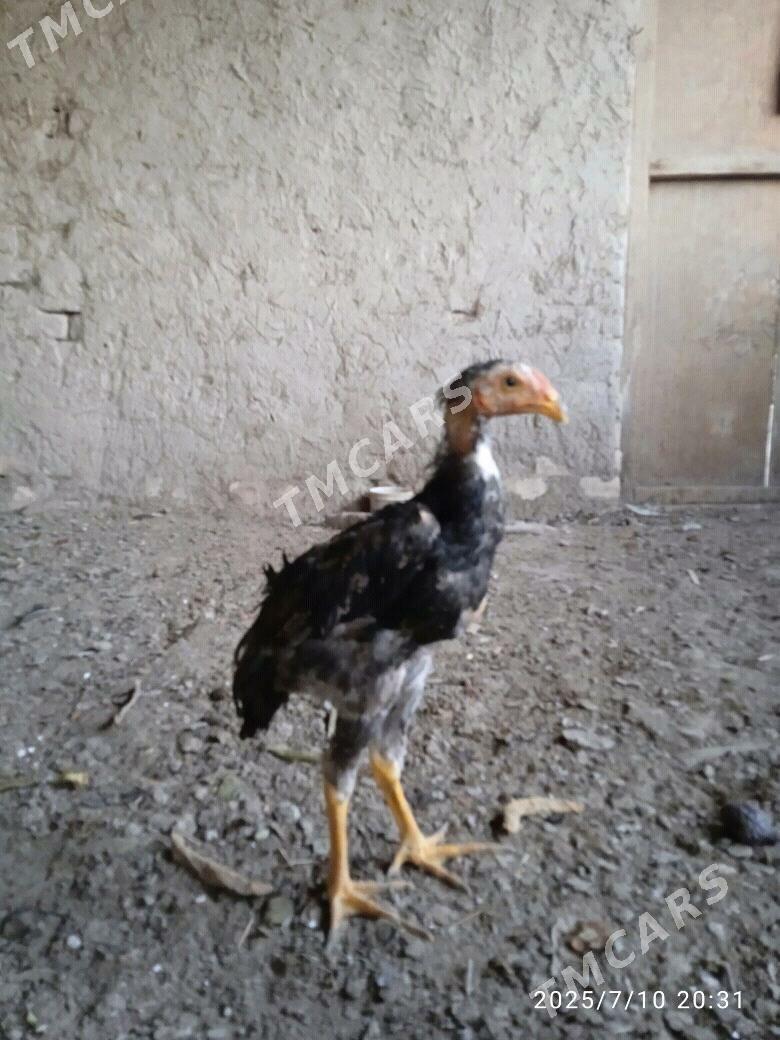 Jujeler - Şabat etr. - img 2