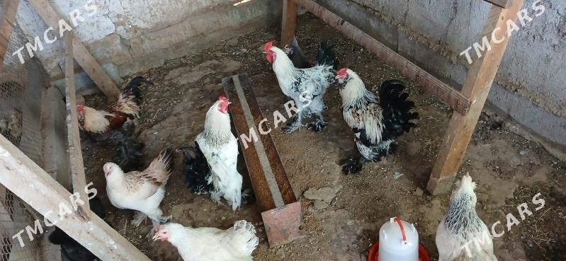 Horozlar balakly 9 10 aylyk - Ýaşlyk - img 2