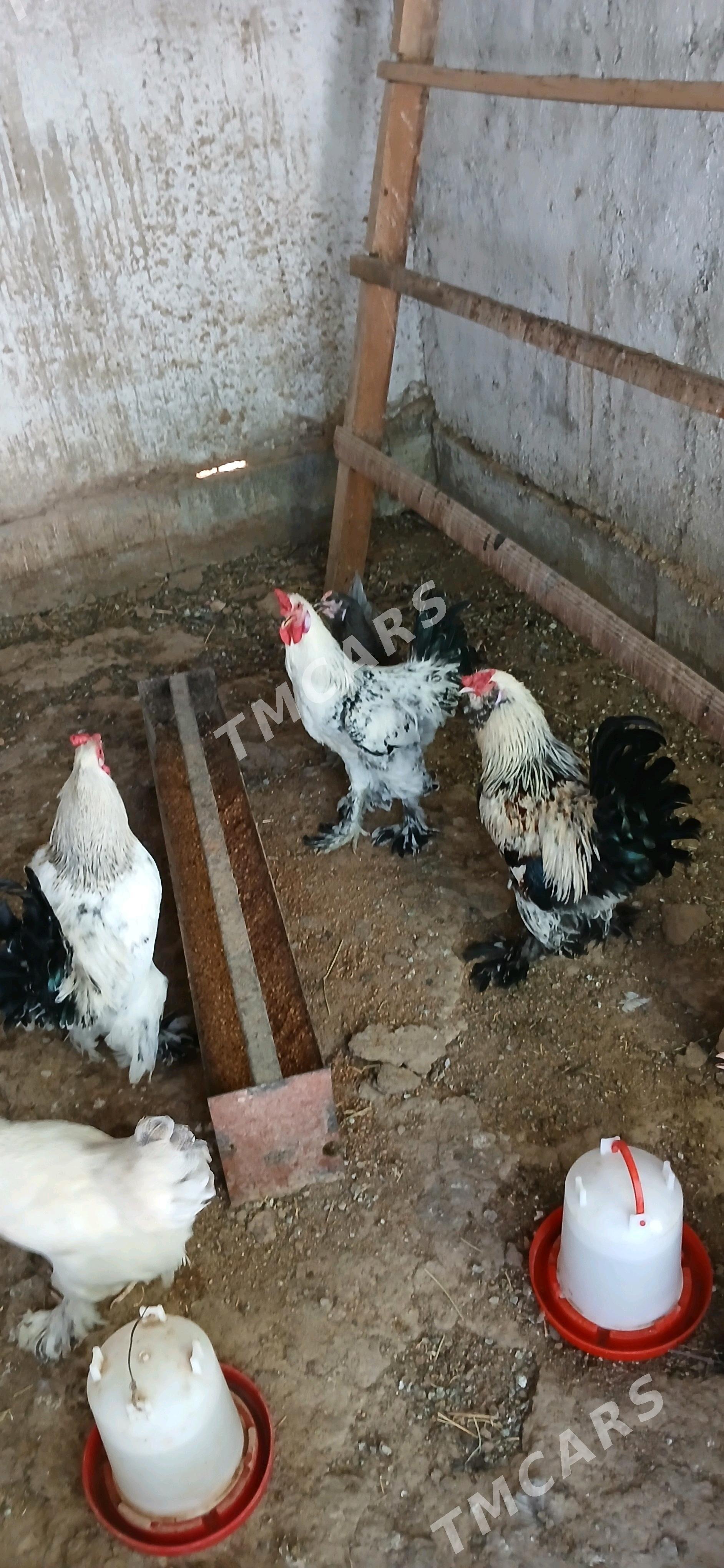 Horozlar balakly 9 10 aylyk - Ýaşlyk - img 3