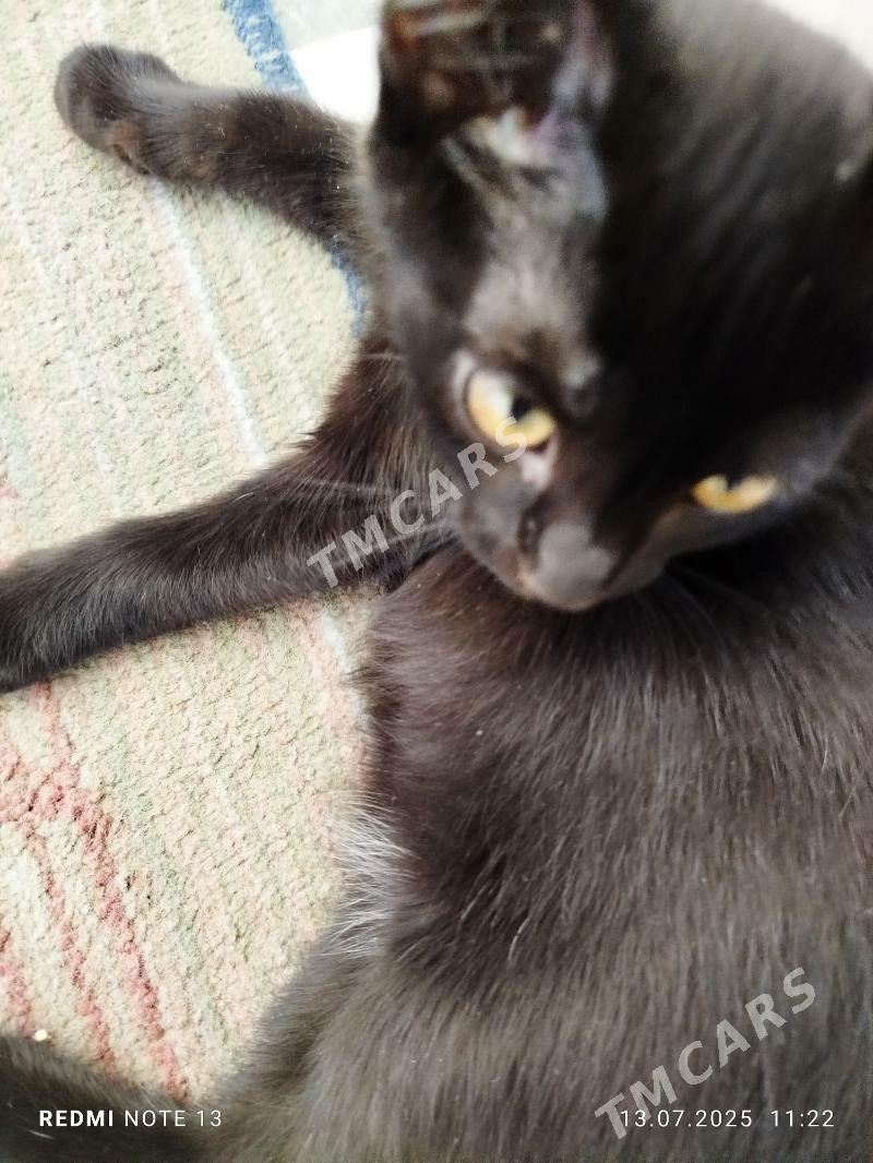 котенок - Türkmenabat - img 2