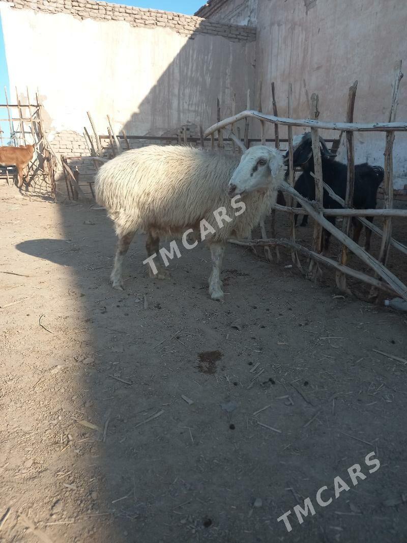 Paçka semiz goýun - Болдумсаз - img 2