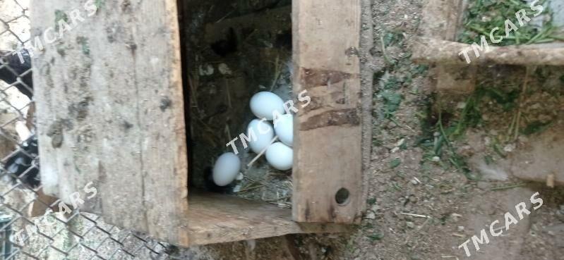 Karlik towşan tuý - Gyzylarbat - img 2