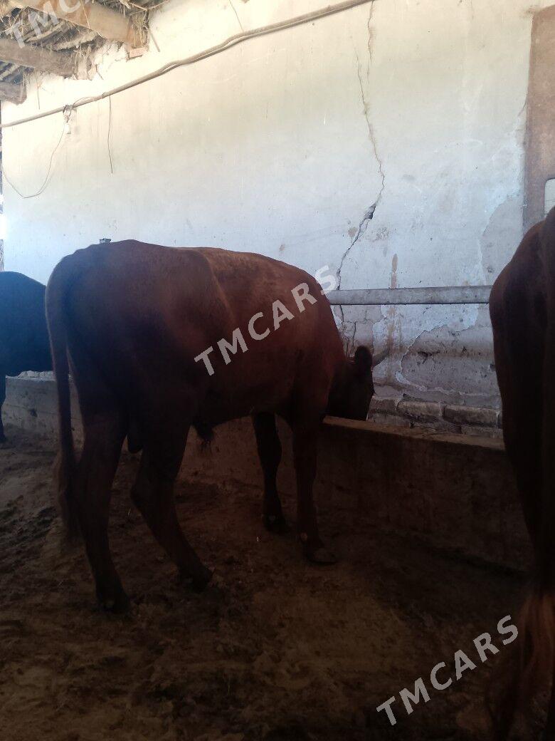 okuz - Şabat etr. - img 2