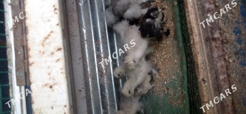 Karlik towşan tuý - Gyzylarbat - img 1