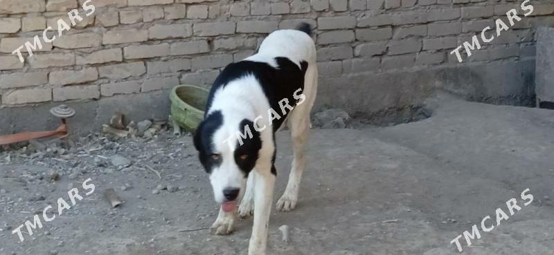 Alabaý it - Çärjew - img 2