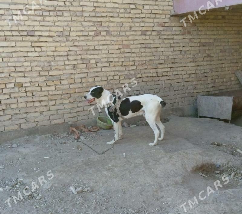 Alabaý it - Çärjew - img 3