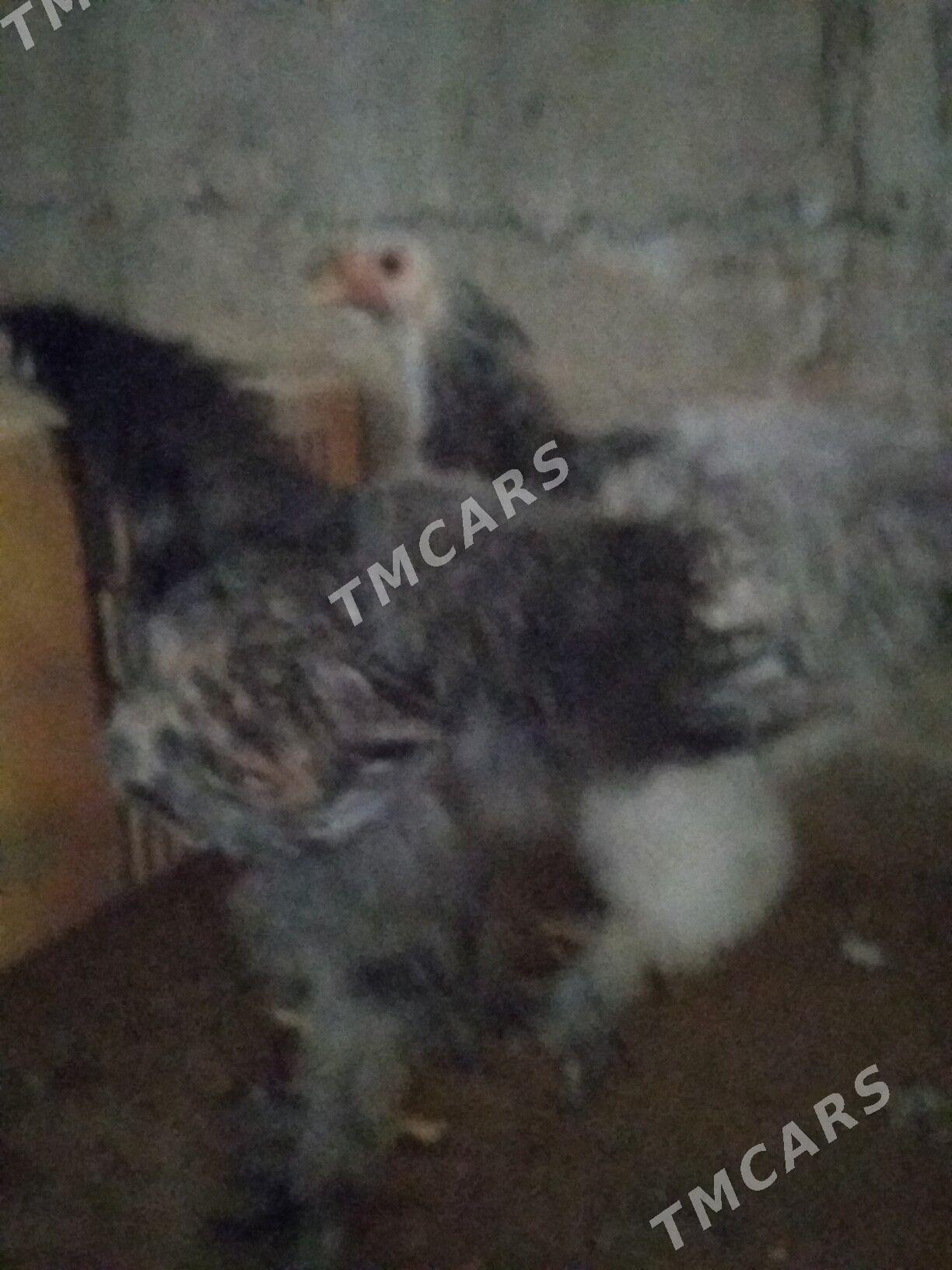 Брама тавшон - Гумдаг - img 3