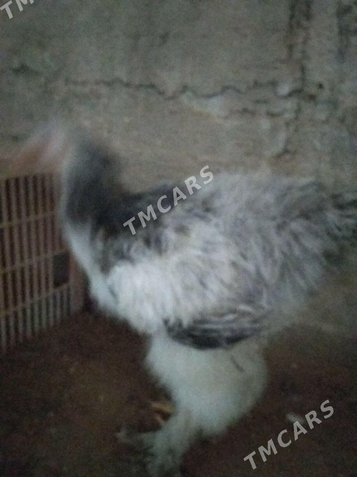Брама тавшон - Гумдаг - img 7