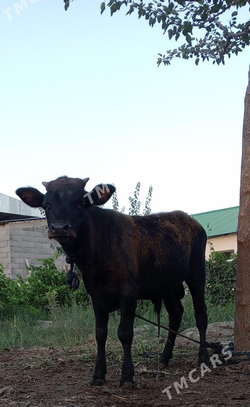 öküz siwes yerli tohum - Gökdepe - img 2