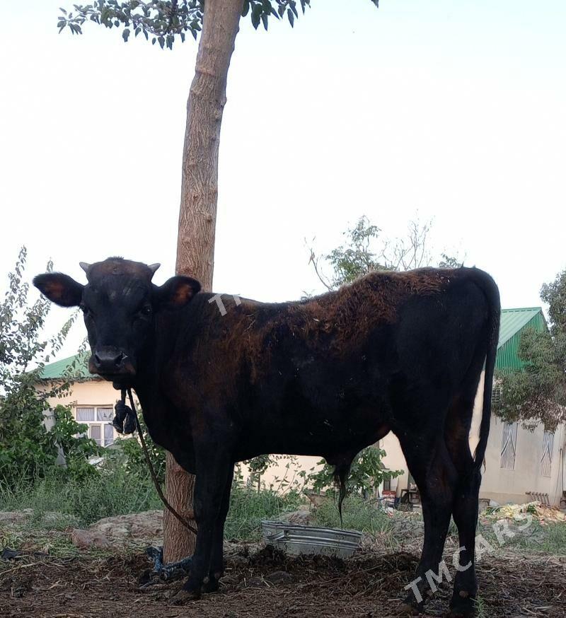 öküz siwes yerli tohum - Gökdepe - img 3