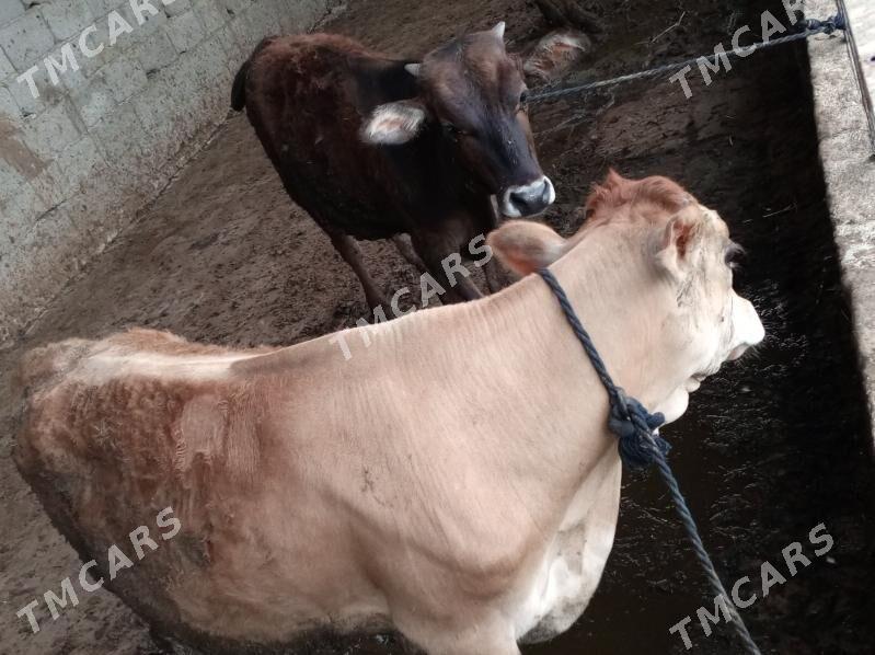 öküz siwes yerli tohum - Gökdepe - img 4