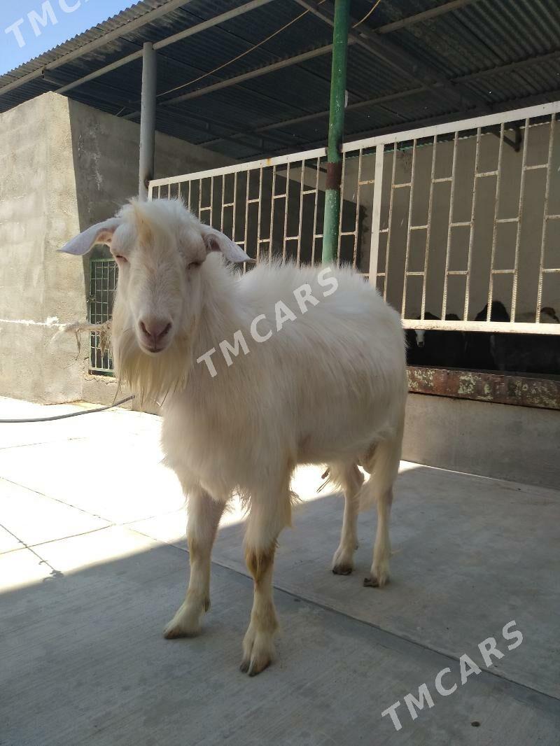 Ak kelek işşek teke - Aşgabat - img 3