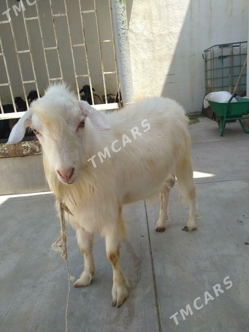 Ak kelek işşek teke - Aşgabat - img 1