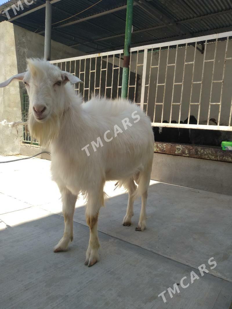 Ak kelek işşek teke - Aşgabat - img 6