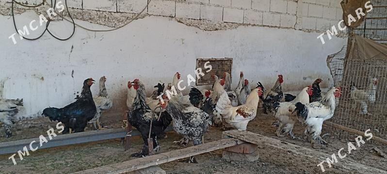 Bramo' towuklar we horazlar - Gökdepe - img 4