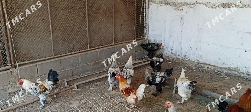 Bramo' towuklar we horazlar - Gökdepe - img 2