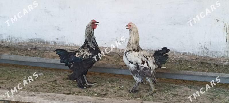 Bramo' towuklar we horazlar - Gökdepe - img 1