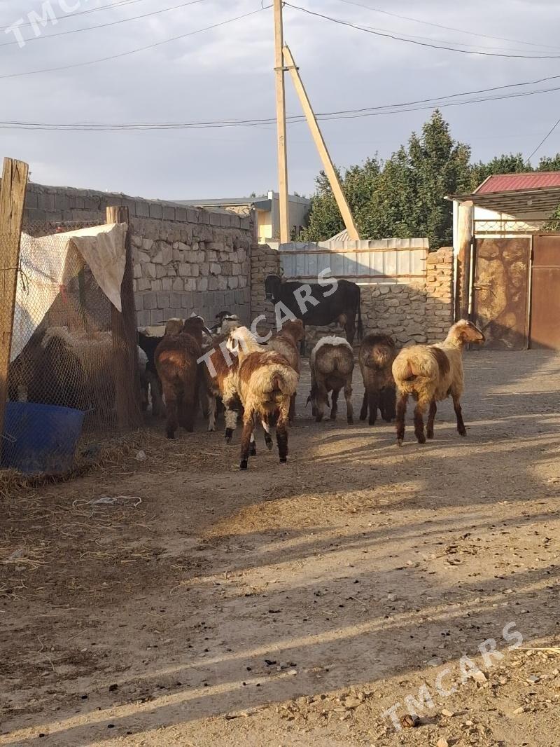 tokly geci goyyn cebiş - Джебел - img 1