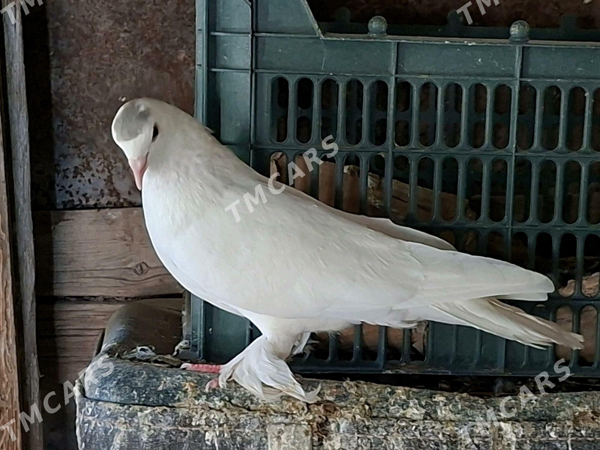 KEPDERI - Mary - img 2