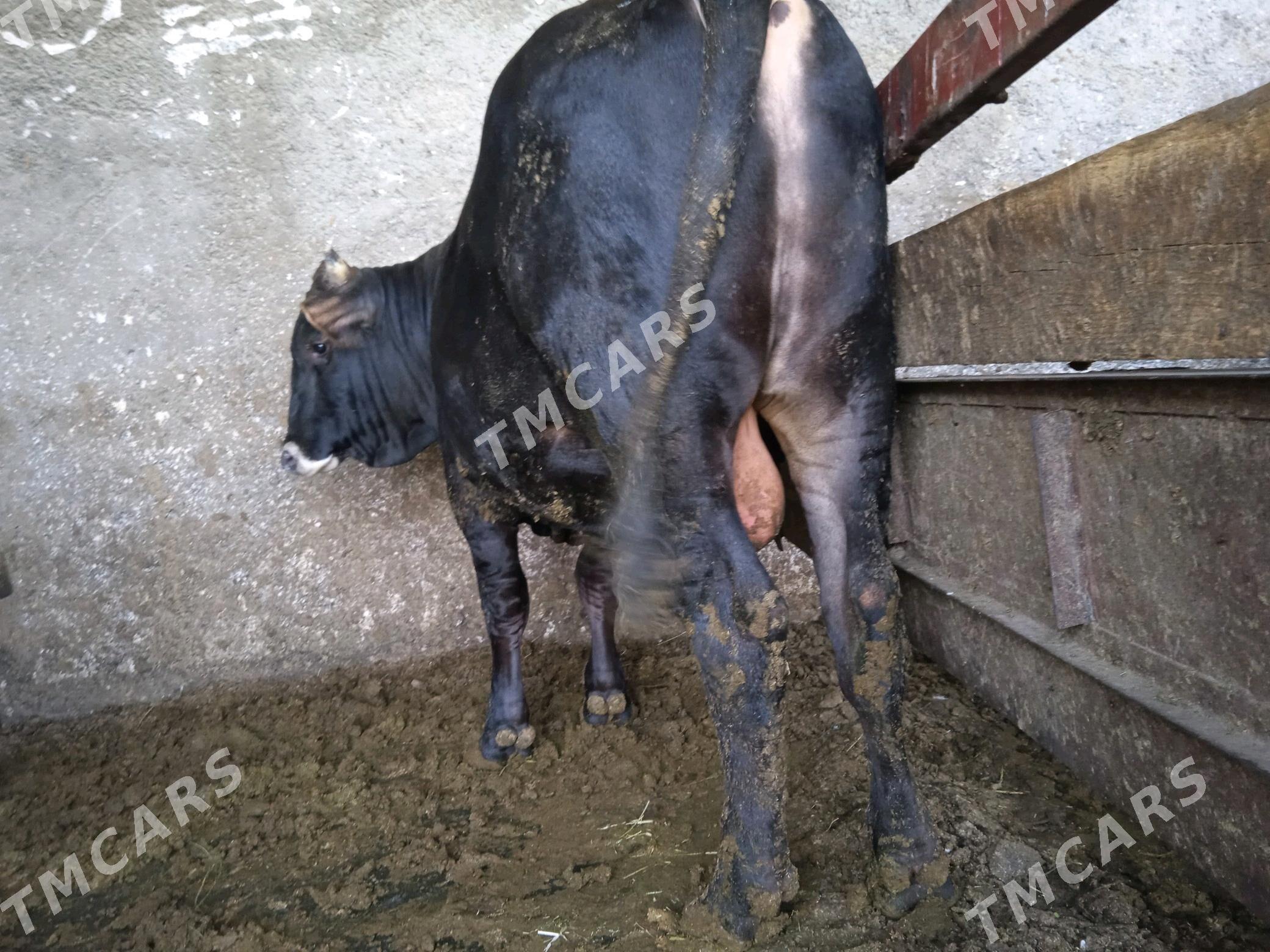öküz - Гуртли - img 4