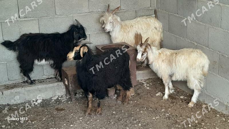 çebiṣ - Balkanabat - img 3
